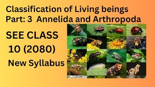 Classification of Living Beings Class10SEE  Part 3  Kingdom Animalia Science and Technology [upl. by Elatnahc]