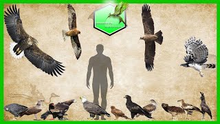 Eagle Species Size Comparison LİVİNG EXTİNCT [upl. by Hendrik]