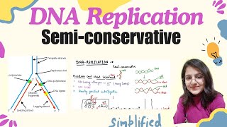 Semiconservative DNA Replication  easy explanation in hindi  molecular genetics [upl. by Chap209]