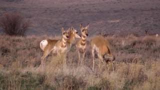 Idahos Pronghorn [upl. by Annie]