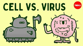 Cell vs virus A battle for health  Shannon Stiles [upl. by Cavil]