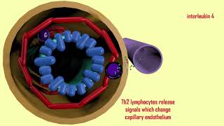 eosinophils in asthma [upl. by Nneb]