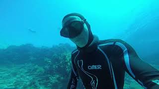 Exploring deep egyptian coral reefs on a single breath [upl. by Oderf]