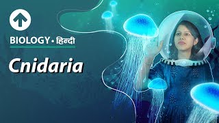 Cnidaria  Hindi  Diversity In Living Organisms  Biology Class 9 [upl. by Garner]