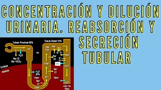 FisiologíaRenal  Concentración y dilución urinaria Transporte tubular  sem11 URP [upl. by Pruter812]