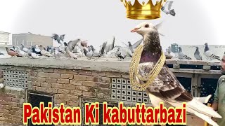 Chat Se lagta Hua kabuttar  Pakistani Kabuttarbazi [upl. by Montana]