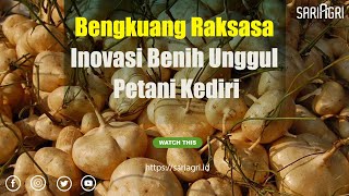 Bengkoang Raksasa Inovasi Benih Unggul Petani Kediri [upl. by Harwin]