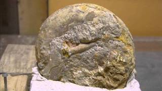 DTL Fossil preparation ammonite time lapse 3photoss [upl. by Tterrag]