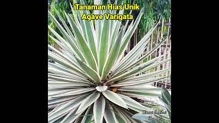 Tanaman Hias Agave Varigata Century Plant [upl. by Enerual]