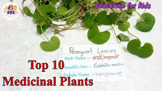 Herbal plants  different types of leaves  top ten medicinal plant ayurvedic plants [upl. by Werda]