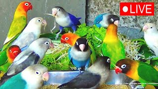 LIVE bird live stream for cats  love birds sounds  Lovebird Singing amp Chirping [upl. by Ecnerret]