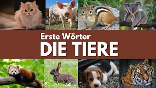 Erste Wörter  Tiere lernen für Kleinkinder  Wortschatz  Die Tiere auf deutsch lernen [upl. by Amos]