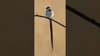 Pin tailed Whydah shorts [upl. by Idnyl239]