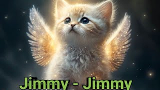 Cat Jimmy Jimmy Dance  Billi Ki Jimmy Jimmy Nach  Animals Lover [upl. by Xad182]