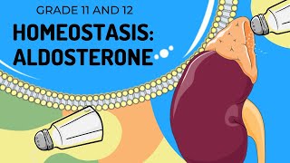 ALDOSTERONE  HOMEOSTASIS  Easy to Understand [upl. by Aubrie]