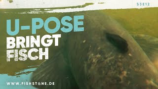 S3E12 Wallerangeln von der Insel bringt dicke Fische  FISHSTONEs Angelwelten mp4 [upl. by Merfe]