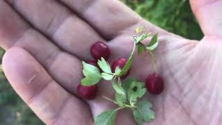 Yabani Orman Meyvesi Adi Alıç Faydaları Crataegus monogyna [upl. by Ashti278]