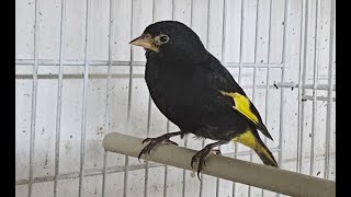 Siskin mutations and much more [upl. by Worl]