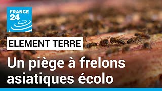 Un apiculteur invente un piège à frelons asiatiques unique au monde • FRANCE 24 [upl. by Ppik]