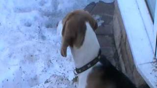 Poppy the Beagle puppy barking and howling [upl. by Treble]