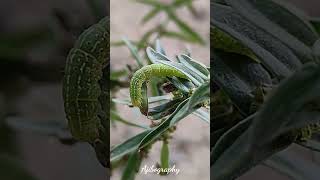 Caterpillar [upl. by Terena]