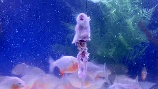 PIRANHA FISH TANK VS FROZEN RATS COMPILATION  A FEEDING VIDEO WARNING  GRAPHIC [upl. by Yssac347]