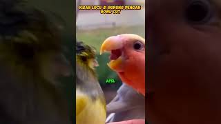 Burung Bowl Cut Viral shorts hewan kisahhewan animals [upl. by Aisylla351]