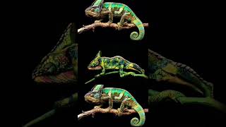 a chameleon change its colour Ytshorts tranding [upl. by Brand]