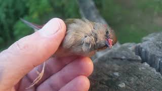 Dead Redbrowed finch [upl. by Cannon]