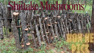 EP 68  Close Up Look at Our Shiitake Mushrooms  How We Pick Them [upl. by Ruttger402]