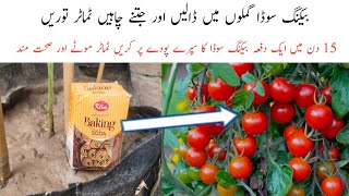 Best fertilizer for tomato plants  Baking soda benefits for tomato plants [upl. by Dimitry]