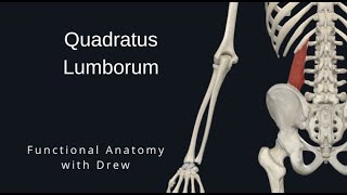 QUADRATUS LUMBORUM – Side Lying Stretch [upl. by Ardelle731]