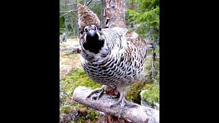 Curious Hazel grouse  Nyfiken järpe [upl. by Relyuc702]