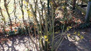 Forsythie Umpflanzen Forsythia intermedia  NewWonder555 [upl. by Zednanref475]