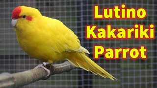 Lutino Kakariki Parrot Breeder Pairs [upl. by Aelanna]