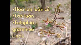 Hoa lan luân cỏ Eulophia geaminea Lindl [upl. by Waechter15]