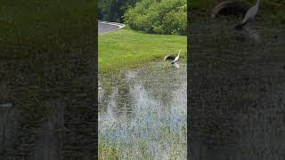 Red Shouldered Hawk Steps on Prey Great Egret amp Little Blue Heron in Flooded Area Windy Pine Way [upl. by Etteniuq]