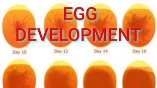 Chicken egg development stages Day 1 to day 21 [upl. by Pantin398]