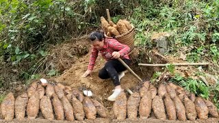 quotMy lucky day  Harvested a lot of strange potatoes to sell at the market  Life In The Forestquot [upl. by Nonnad935]