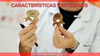 Características vertebrais [upl. by Mano]