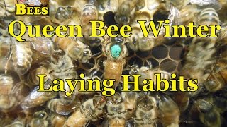 Queen Bee Winter Laying Habits [upl. by Nosraep]