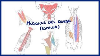 ANATOMÍA  Músculos del dorso erectores de la espina  BLASTO [upl. by Camel]