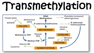 Transmethylation [upl. by Rosenkrantz]