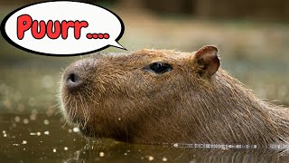 Capybara Sounds amp Facts for Kids [upl. by Micheil478]