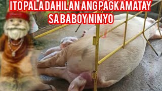 SINABI NA NG DUWENDE KUNG BAKIT NAGTATAE AT SINISIPON ANG MGA ALAGA NA BABOY NINYODAHIL PALA DITO [upl. by Nerrot]