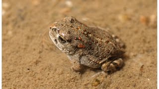 Cria de Sapo Corredor  Bufo calamita [upl. by Tripp47]