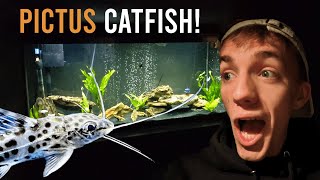 PICTUS CATFISH 55 Gallon Tank Update aquarium pictuscatfish [upl. by Noiwtna]