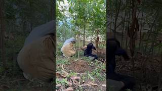 Cassava harvest failure PART 1 shorts bushcraft outdoor survival viralvideo camping forest [upl. by Adamok]