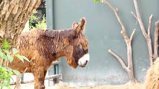 PoitouEsel Equus africanus f asinus Tiergarten Zoo Schönbrunn – Donkey – Esel Anlage Gehege fz82 [upl. by Heins]