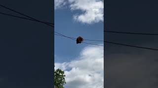 Orangutan at the National Zoo puts on show for Labor Day visitors [upl. by Maroj]